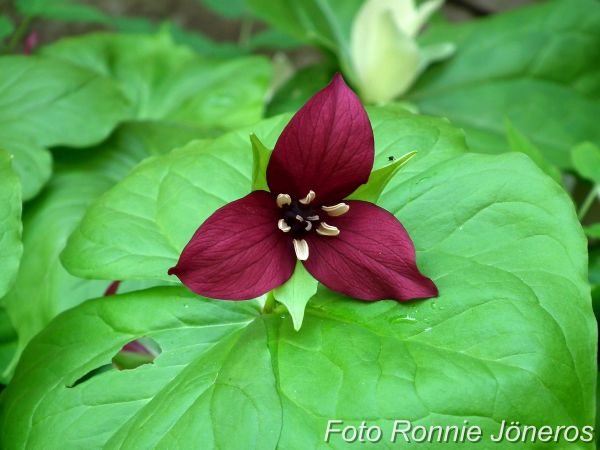 Trillium vaseyi